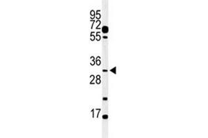 Western blot analysis of PHO3 antibody and mouse testis tissue lysate. (APOBEC3B 抗体  (AA 299-330))