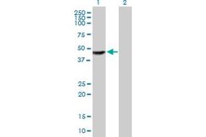 Western Blot analysis of TTC23 expression in transfected 293T cell line by TTC23 MaxPab polyclonal antibody. (TTC23 抗体  (AA 1-393))
