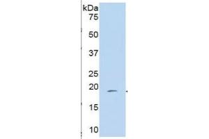 Western Blotting (WB) image for Peptidylprolyl Isomerase A (Cyclophilin A) (PPIA) ELISA Kit (ABIN6574244)