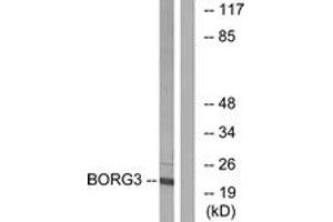 Western blot analysis of extracts from Jurkat cells, using BORG3 Antibody. (CDC42EP5 抗体  (AA 1-50))