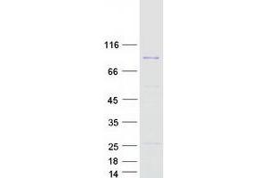 Western Blotting (WB) image for Protein-Kinase, Interferon-Inducible Double Stranded RNA Dependent Inhibitor, Repressor of (p58 Repressor) (PRKRIR) protein (Myc-DYKDDDDK Tag) (ABIN2719321)