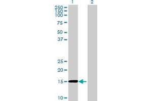 Western Blotting (WB) image for anti-Solute Carrier Family 50 (Sugar Transporter), Member 1 (RAG1AP1) (AA 1-167) antibody (ABIN2752414)