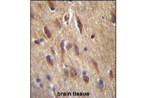 FGF11 Antibody (N-term) (ABIN657129 and ABIN2846273) immunohistochemistry analysis in formalin fixed and paraffin embedded human brain tissue followed by peroxidase conjugation of the secondary antibody and DAB staining. (FGF11 抗体  (N-Term))