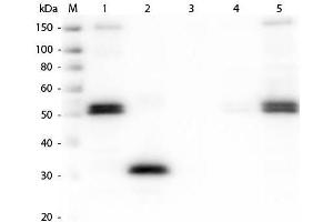 Western Blot of Anti-Rat IgG F(c) (RABBIT) Antibody . (兔 anti-大鼠 IgG (Fc Region) Antibody - Preadsorbed)
