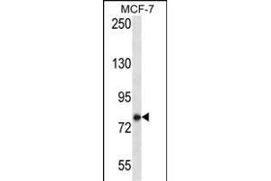 KCTD3 Antibody (C-term) (ABIN657241 and ABIN2846340) western blot analysis in MCF-7 cell line lysates (35 μg/lane). (KCTD3 抗体  (C-Term))