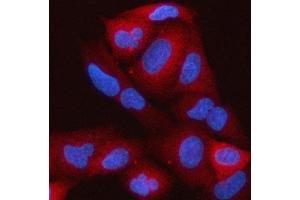 IF analysis of RAP1GAP using anti-RAP1GAP antibody (ABIN7599729). (RAP1GAP 抗体  (AA 11-661))