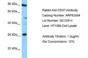Western Blotting (WB) image for anti-Tetraspanin 26 (TSPAN26) (Middle Region) antibody (ABIN2789555) (CD37 抗体  (Middle Region))