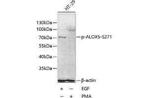Western blot analysis of extracts of HT-29 cells, using Phospho--S271 antibody (ABIN6135181, ABIN6136008, ABIN6136009 and ABIN6225593) at 1:1000 dilution. (ALOX5 抗体  (pSer271))