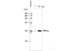 1ug and 10ug of crude membrane fraction/lane from Arabidopsis thaliana wereseparated on 12 % SDS-PAGE and blotted 1h to PVDF membrane (40 min. (PIP1,1/PIP1,2/PIP1,3 抗体)