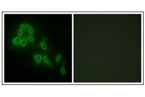 Immunofluorescence analysis of HepG2 cells, using Collagen V alpha2 Antibody. (COL5A2 抗体  (C-Term, Chain alpha 2))