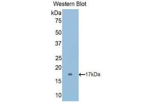 Western Blotting (WB) image for anti-Cubilin (Intrinsic Factor-Cobalamin Receptor) (CUBN) (AA 3157-3274) antibody (ABIN1175677)