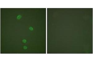 Immunofluorescence (IF) image for anti-Minichromosome Maintenance Complex Component 5 (MCM5) (AA 21-70) antibody (ABIN2889223)