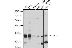 Western blot analysis of extracts of various cell lines, using CCDC50 Rabbit pAb (ABIN7266439) at 1:1000 dilution. (CCDC50 抗体  (AA 10-147))