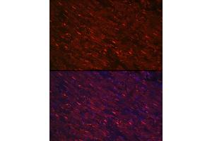 Immunofluorescence analysis of rat heart using PG Rabbit pAb (ABIN6132481, ABIN6145500, ABIN6145501 and ABIN6223912) at dilution of 1:100 (40x lens). (PGAM2 抗体  (AA 1-253))