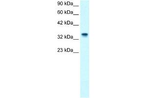 WB Suggested Anti-NPM1 Antibody Titration:  1. (NPM1 抗体  (N-Term))