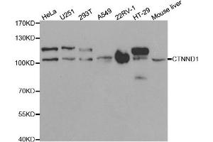Western blot analysis of extracts of various cell lines, using CTNND1 antibody. (CTNND1 抗体)
