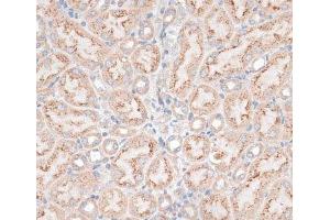 Immunohistochemistry of paraffin-embedded Mouse kidney using GPC3 Polyclonal Antibody at dilution of 1:100 (40x lens). (Glypican 3 抗体)