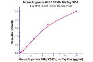 Binding Studies (Bind) image for Fc Fragment of IgG, Low Affinity IIb, Receptor (CD32) (FCGR2B) (AA 40-217) (Active) protein (His tag) (ABIN2870737)