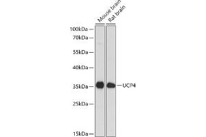 Western blot analysis of extracts of various cell lines, using SLC25 antibody (ABIN6132767, ABIN6147925, ABIN6147927 and ABIN6217968) at 1:1000 dilution. (SLC25A27 抗体  (AA 1-245))