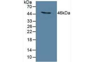 Detection of MB21D1 in Human THP-1 Cells using Polyclonal Antibody to Mab21 Domain Containing Protein 1 (MB21D1) (C6orf150 抗体  (AA 211-395))