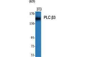 Western Blot (WB) analysis of specific cells using PLC beta3 Polyclonal Antibody.
