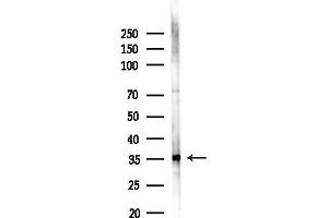 Western blot analysis of lysates from 293 cells(LPS 4h treatment), using Phospho-RPA32/RPA2 (Ser4/Ser8) Antibody at 1/1000 dilution.