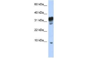 Western Blotting (WB) image for anti-Peroxisomal, Testis Specific 1 (PXT1) antibody (ABIN2459930) (PXT1 抗体)