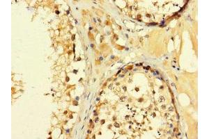 Immunohistochemistry of paraffin-embedded human testis tissue using ABIN7152994 at dilution of 1:100 (C2ORF83 抗体  (AA 29-150))