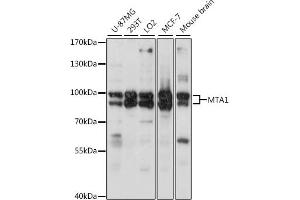 Western blot analysis of extracts of various cell lines, using MT antibody (6085) at 1:2080 dilution. (MTA1 抗体  (AA 600-700))