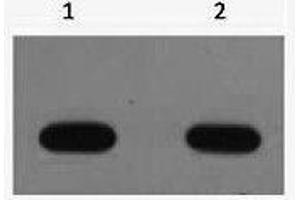 Western Blot analysis of Avi recombinant protein using Avi-Tag Monoclonal Antibody at dilution of 1) 1:5000 2) 1:10000. (Avi-Tag 抗体)