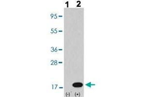 Western blot analysis of Lane 1: Nontransfected 293 cell lysates (2 ug/lane), Lane 2: Transiently transfected 293 cell lysates (2 ug/lane) with MAP1LC3B polyclonal antibody  at 1:1000 dilution. (LC3B 抗体  (AA 1-30))