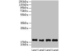 Western Blot All lanes: PPIAL4G antibody at 6 μg/mL Lane 1: Mouse liver tissue Lane 2: Mouse spleen tissue Lane 3: Mouse lung tissue Lane 4: Mouse kidney tissue Secondary Goat polyclonal to rabbit IgG at 1/10000 dilution Predicted band size: 19 kDa Observed band size: 19 kDa (PPIAL4G 抗体  (AA 1-164))