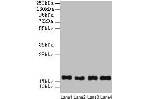 PPIAL4G 抗体  (AA 1-164)