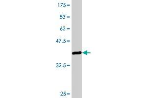 Western Blot detection against Immunogen (36. (VGLL1 抗体  (AA 1-100))