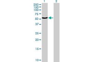 Western Blot analysis of CYP4B1 expression in transfected 293T cell line by CYP4B1 MaxPab polyclonal antibody. (CYP4B1 抗体  (AA 1-512))