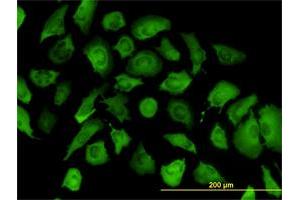 Immunofluorescence (IF) image for anti-Annexin A2 (ANXA2) (AA 19-357) antibody (ABIN559875)