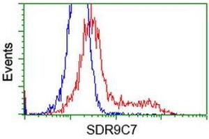 HEK293T cells transfected with either RC210941 overexpress plasmid (Red) or empty vector control plasmid (Blue) were immunostained by anti-SDR9C7 antibody (ABIN2453633), and then analyzed by flow cytometry. (SDR9C7 抗体)
