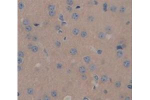 IHC-P analysis of Mouse Tissue, with DAB staining. (SLIT2 抗体  (AA 31-197))