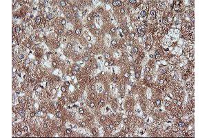 Image no. 3 for anti-Mitogen-Activated Protein Kinase Kinase 1 (MAP2K1) antibody (ABIN1499388) (MEK1 抗体)