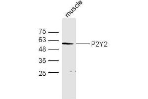 P2RY2 抗体  (AA 21-120)