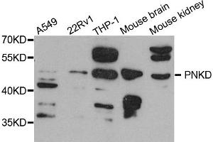 Western blot analysis of extracts of various cell lines, using PNKD antibody. (PNKD 抗体)
