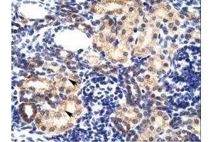 Image no. 1 for anti-Ring Finger Protein 2 (RNF2) (AA 228-277) antibody (ABIN202134) (RNF2 抗体  (AA 228-277))