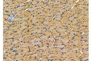 ABIN6260967 and ABIN6279315 at 1/100 staining rat muscle tissue by IHC-P. (COPG 抗体  (C-Term))