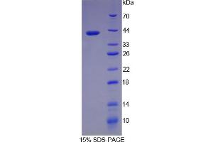 SDS-PAGE analysis of Rat Pepsinogen A Protein. (Pepsinogen A 蛋白)
