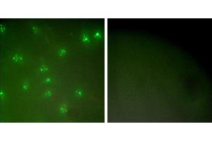 Peptide - +Immunofluorescence analysis of COS7 cells, using Cyclin A antibody (#C0165). (Cyclin A 抗体)