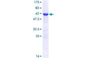 SEC13 Protein (AA 1-325) (GST tag)