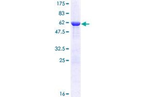 SEC13 Protein (AA 1-325) (GST tag)