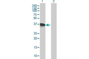 Western Blot analysis of DPPA4 expression in transfected 293T cell line by DPPA4 MaxPab polyclonal antibody. (DPPA4 抗体  (AA 1-294))