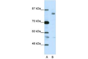 LZTR1 antibody (20R-1208) used at 0.