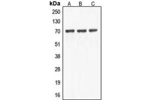 Western blot analysis of ABCF2 expression in HEK293T (A), HeLa (B), NIH3T3 (C) whole cell lysates.